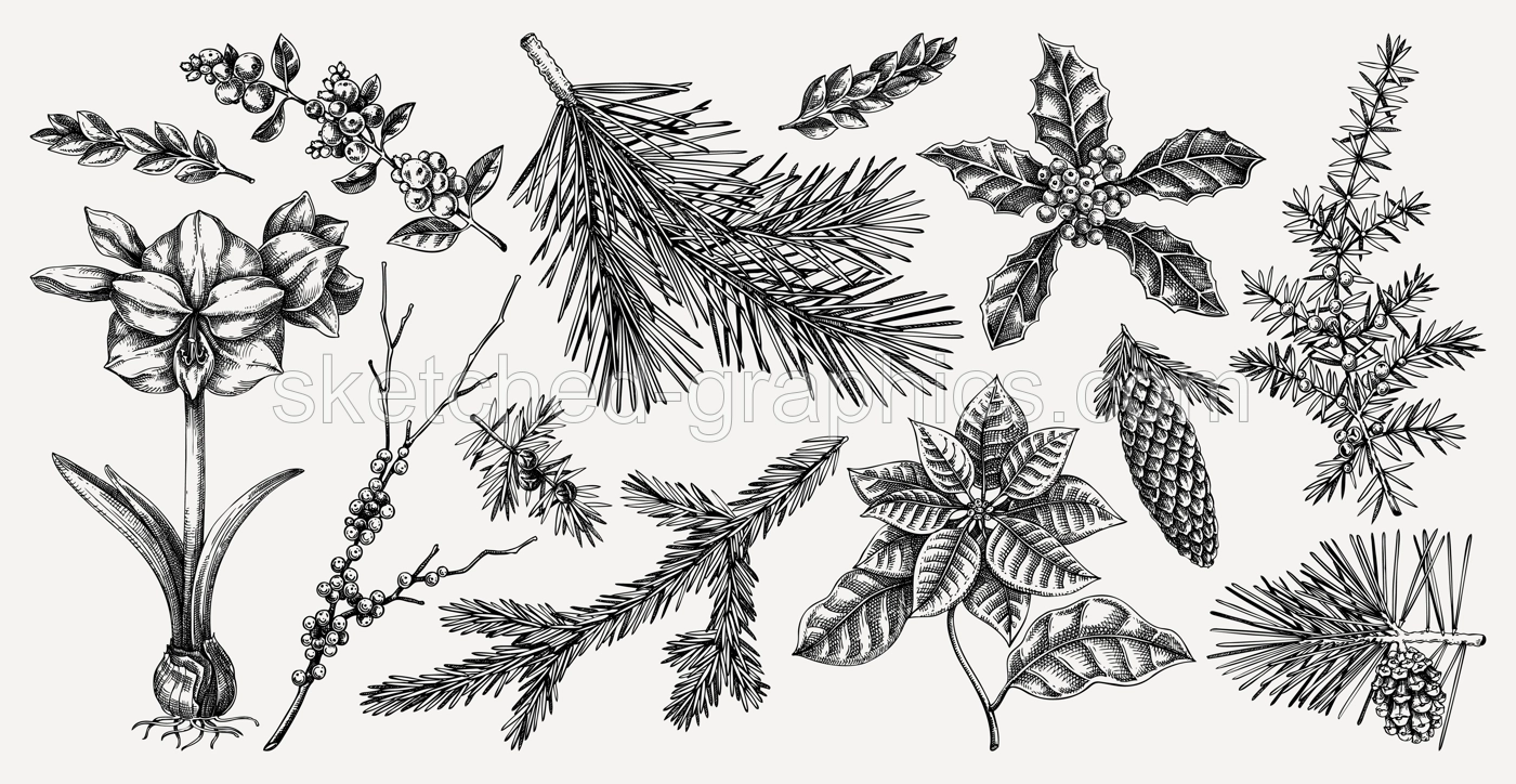 Christmas design elements. Winter plants hand drawn vector illustration. Conifer trees, winter flowers, birds sketches. Vintage botanical drawings on chalkboard. NOT AI generated Illustration